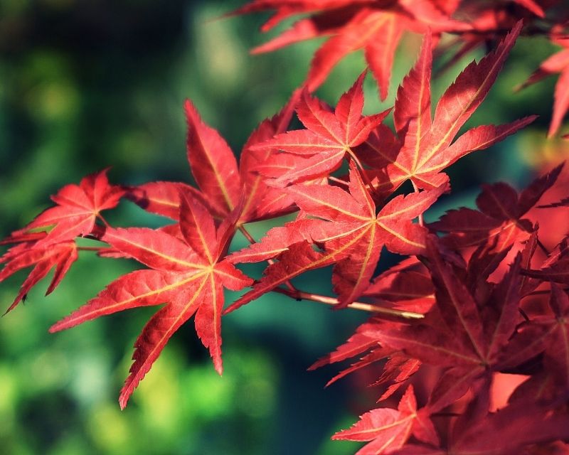 Autumn Japan